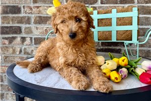 Anthony - Goldendoodle, Mini for sale