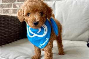 Lorenzo - Poodle, Toy for sale