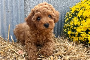 Christie - Miniature Poodle for sale