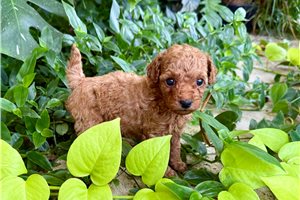 Christie - Miniature Poodle for sale