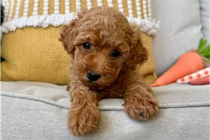 Clark - Poodle, Miniature for sale