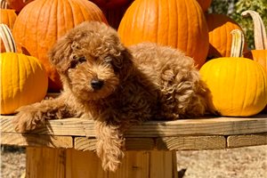 Clark - Miniature Poodle for sale