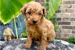 Clark - puppy for sale