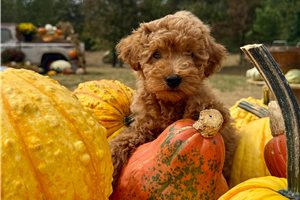 Clark - Miniature Poodle for sale