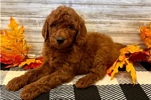Quitara - Poodle, Standard for sale