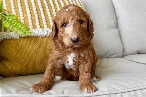 Barney - puppy for sale