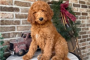 Quinton - Poodle, Standard for sale