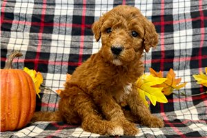 Quintus - Poodle, Standard for sale