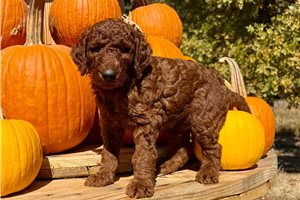 Deacon - Standard Poodle for sale