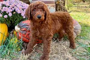 Deacon - Standard Poodle for sale