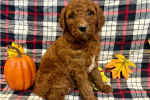 Quinsy - Poodle, Standard for sale