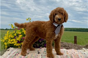 Barney - Standard Poodle for sale