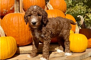 Daisy - Standard Poodle for sale