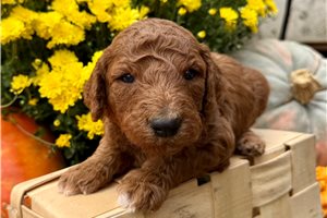 Devon - Standard Poodle for sale