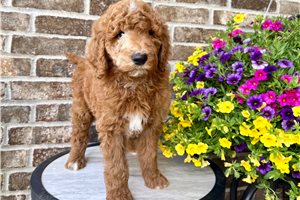 Barney - Standard Poodle for sale