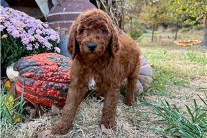 Darlene - Standard Poodle for sale