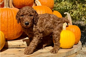 Dexter - Standard Poodle for sale