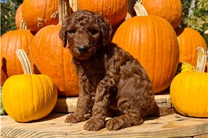 Derek - Standard Poodle for sale
