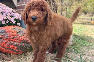 Darkwing - Standard Poodle for sale