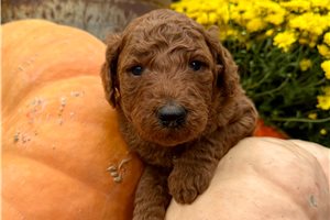 Dexter - Standard Poodle for sale