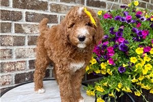 Blossom - Poodle, Standard for sale