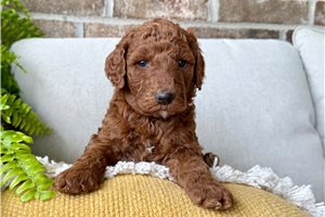 Beth - puppy for sale