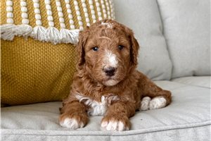 Blossom - Poodle, Standard for sale