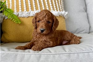 Brandy - puppy for sale