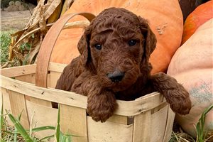 Deacon - Standard Poodle for sale
