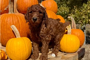 Darkwing - Standard Poodle for sale