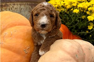 Daisy - Standard Poodle for sale