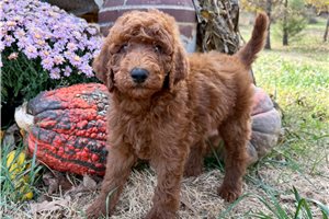 Derek - Standard Poodle for sale
