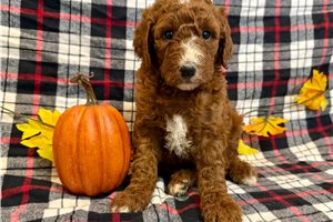 Queenie - puppy for sale