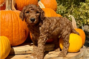 Devon - Standard Poodle for sale