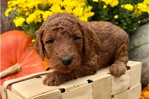 Darlene - Standard Poodle for sale