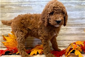 Qunita - puppy for sale