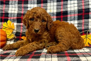 Quizzie - Poodle, Standard for sale