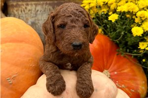 Darkwing - Standard Poodle for sale