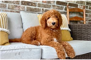 Barney - Poodle, Standard for sale