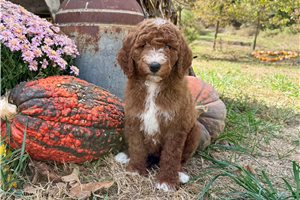 Daisy - Standard Poodle for sale
