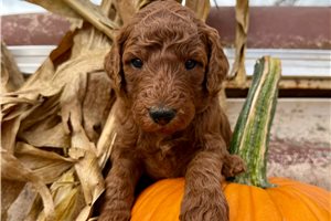 Derek - Standard Poodle for sale
