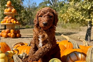Darlene - Standard Poodle for sale