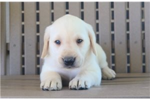 Jolene - Labrador Retriever for sale
