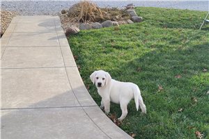 Santiago - puppy for sale