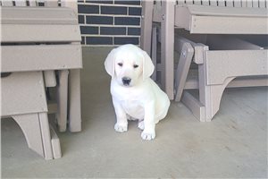 Jed - Labrador Retriever for sale