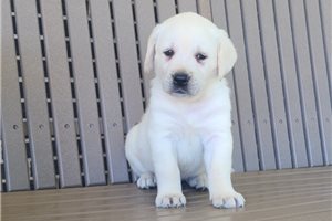 Jimbo - Labrador Retriever for sale