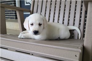 Fancy - Labrador Retriever for sale