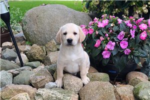 Flora - Labrador Retriever for sale