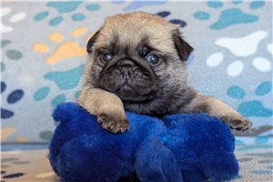 Archer - Pug for sale