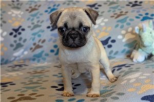 Sophia - Pug for sale